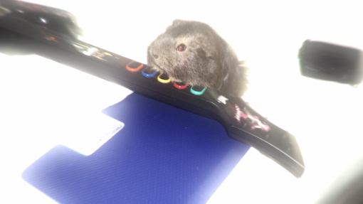 Hamster klättrar på leksaksgitarr